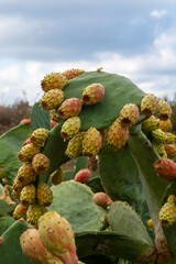 Ripe edible fruits opuntia pears ready to harvest