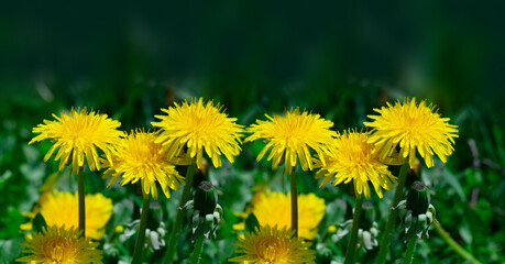 Cover dandelion flower in green grass.