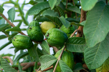Ripe  aromatic fruits of apple guava plant ready to harvest