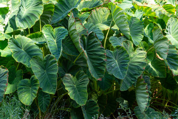 Plantationf of Colocasia esculenta tropical plant grown primarily for its edible corms, root...