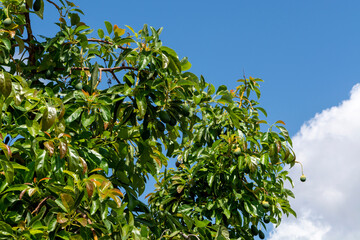 Green ripe avocados fruits hanging on avocado trees plantation
