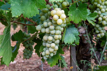 Wine industry on Cyprus island, bunches of ripe white grapes hanging on Cypriot vineyards located on south slopes of Troodos mountain range.