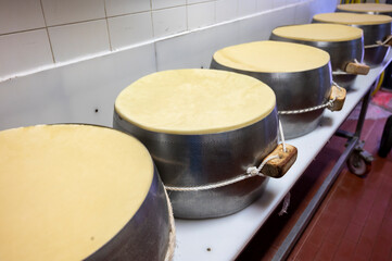 Process of making wheels of parmigiano-reggiano parmesan cheese on small cheese farm in Parma, Italy