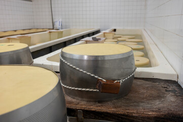 Fototapeta na wymiar Process of making parmigiano-reggiano parmesan cheese on small cheese farm in Parma, Italy, stainless steel buckles with cheese wheels in salting room with brine baths to absorb salt