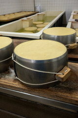 Process of making parmigiano-reggiano parmesan cheese on small cheese farm in Parma, Italy, stainless steel buckles with cheese wheels in salting room with brine baths to absorb salt