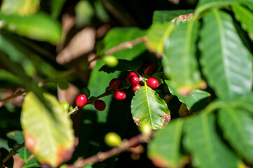 Fototapeta premium Arabica coffee tree with green and red ripening coffee cherries berries on plantation