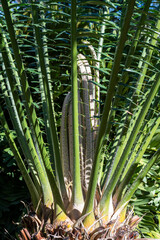 Tropical palm tree malele or kwango giant cycad Encephalartos laurentianus from Angola, Arfica