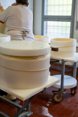 Process of making wheels of parmigiano-reggiano parmesan cheese on small cheese farm in Parma, Italy