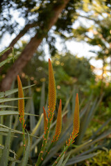 Blossom of aloe vera plants in botanical garden