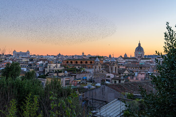 Rome city center skyline from Pincio viewpoint, with flock of starlings in sunset sky, Saint Athanasius church cupola, Victor Emmanuel monument and historic district rooftops, Italy