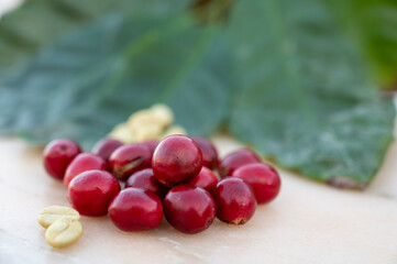 Red ripe arabica coffee berries, green coffee beands and leaves