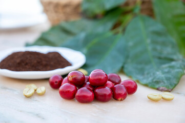 Red ripe arabica coffee berries, green coffee beands, leaves and roasted ground coffee in bowl