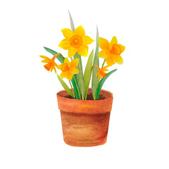 watercolor illustration of spring yellow narcissus flowers in terracot flowerpot