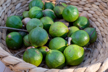 New harvest of fresh ripe macadamia nuts in green shell