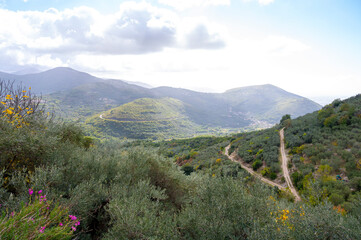 Olive trees grove on hills near Lenola, harvesting of ripe green organic olives on farm plantation in autumn, Italy