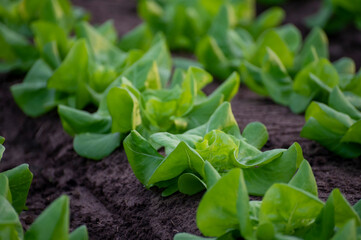 Italian greenhouse with rows of young organic green lettuce salad plants
