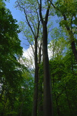 Fototapeta premium Old tall beech tree in Vihorlat