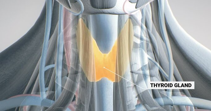 Thyroid gland, glands of the endocrine system, throat, anatomy 3D illustration, 3D render