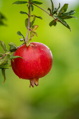 Red ripe Punica granatum pomegranatum fruits hanging on tree ready to harvest