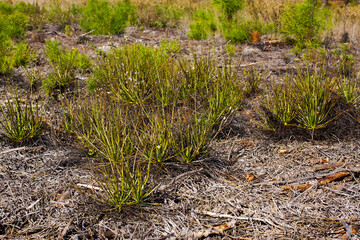 Portuguese sundew or dewy pine (Drosophyllum lusitanicum), Portugal