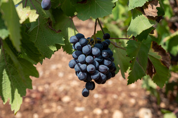 Wine industry on Cyprus island, bunches of ripe black grapes hanging on Cypriot vineyards located on south slopes of Troodos mountain range.