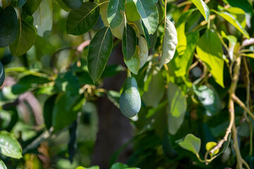 Green ripe avocados fruits hanging on avocado trees plantation