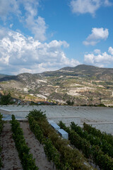 Fototapeta premium Wine industry on Cyprus island, view on Cypriot vineyards with growing grape plants on south slopes of Troodos mountain range near Omodos village
