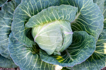 Head of white cabbage growing in vegetable garden