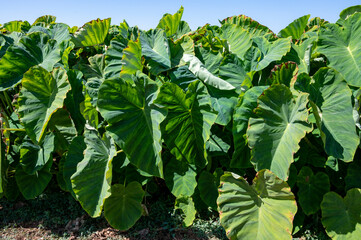 Plantationf of Colocasia esculenta tropical plant grown primarily for its edible corms, root vegetable taro - obrazy, fototapety, plakaty