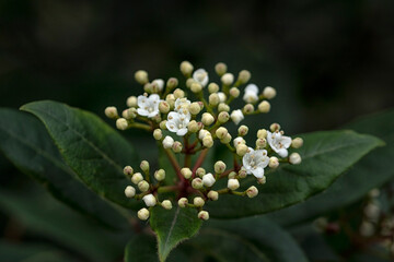Closeup of flowers of Viburnum tinus in winter against a dark background