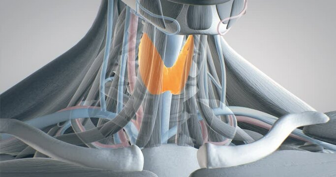 Thyroid gland, glands of the endocrine system, throat, anatomy 3D illustration, 3D render