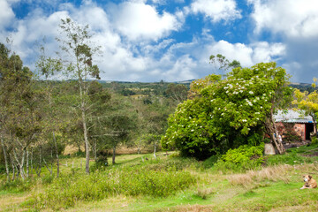 Fototapeta na wymiar Landscape in the field with blue sky. Chiquinquira; Boyaca; Colombia