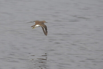 Piro piro piccolo (Actitis hypoleucos) in volo radente sull'acqua