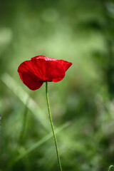 Obraz premium Red spring poppy