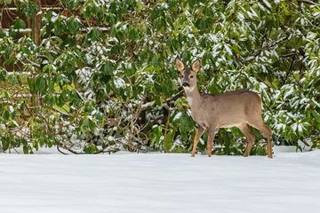 Plexiglas foto achterwand A brown female roe deer standing in white snow in front of a green bush covered with snow. Winter day at a cemetery. © Lioneska