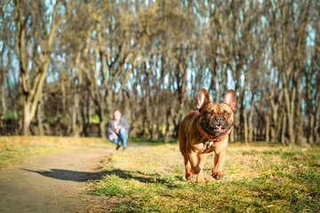 Pet owner and french bulldog dog running in the park