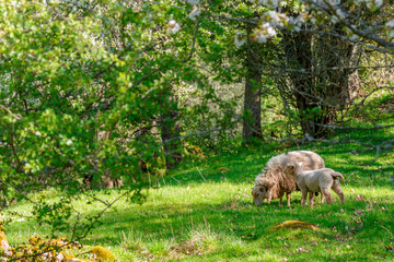 Idyllic view at a Sheep with a lamb on a meadow at spring