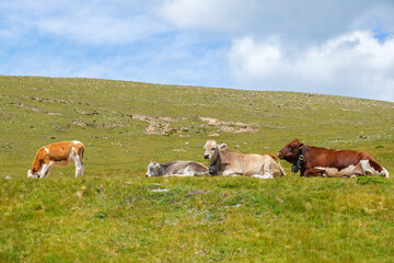 Cows lying and resting on an alp meadow