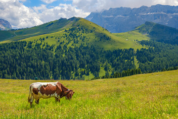 Fototapeta na wymiar Beautiful alp landscape with a grazing cow on a flowering meadow