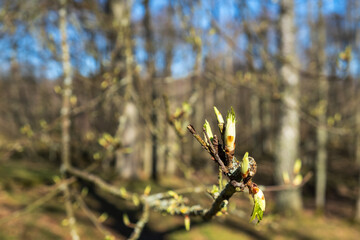 Branch with budding leaves in the spring