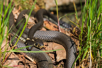 Two Grass snakes basking in the sun