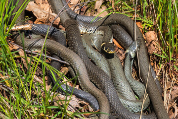 Many Grass snakes in the grass a sunny spring day