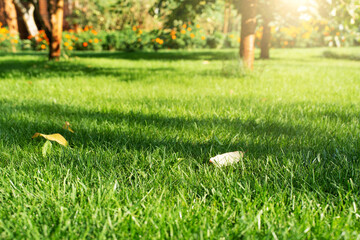 Mowed green backyard grass under trees closeup view