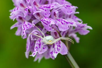 Close up of a white crab spider on pink heath spotted orchid