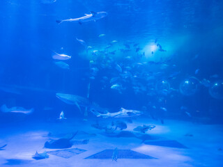 underwater scene with fish
