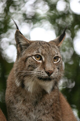 Naklejka premium Euraziatische lynx
