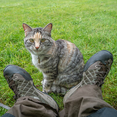 Portrait of a cute domestic cat sitting between hikers man legs barging for food at tent outdoor.