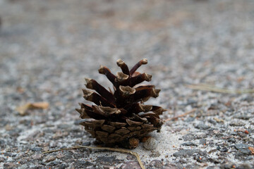 Pine cones on a walkway in the park