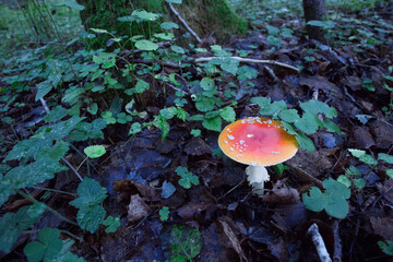 Toxic hallucinogenic mushroom Fly agaric in the grass against the background of a summer green...