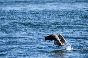 dolphin in the sea